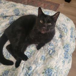 Reunited Male Cat last seen Sepp road debary fl, DeBary, FL 32713