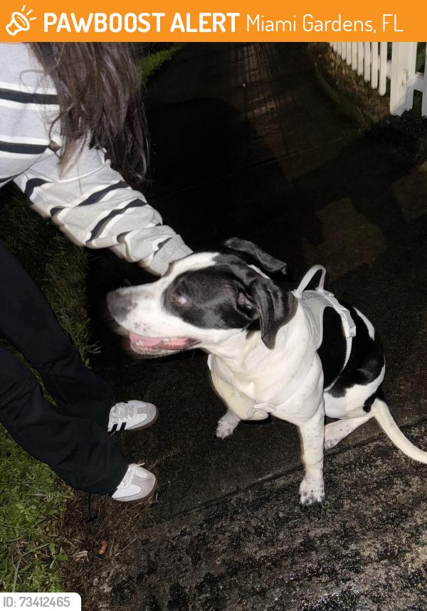 Found/Stray Male Dog last seen NW 48th act, Miami Gardens, FL 33055