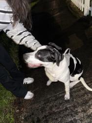 Found/Stray Male Dog last seen NW 48th act, Miami Gardens, FL 33055