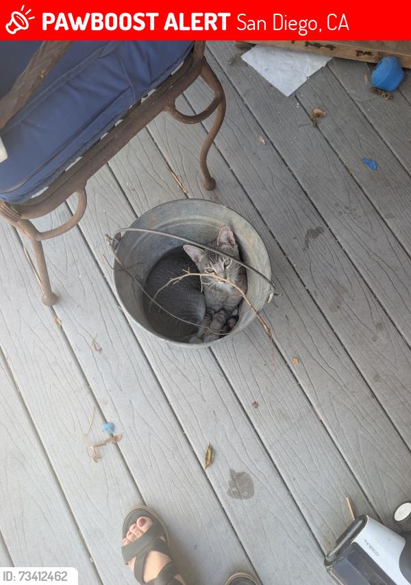 Lost Male Cat last seen Redwood, San Diego, CA 92104