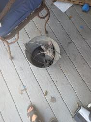 Lost Male Cat last seen Redwood, San Diego, CA 92104