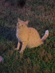 Found/Stray Male Cat last seen Spring Hill Drive, Spring Hill, FL 34609
