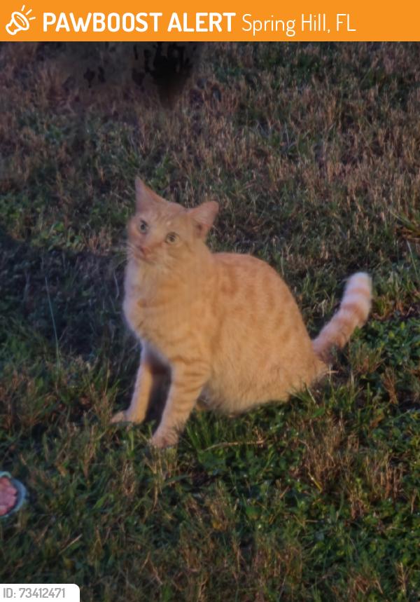 Found/Stray Male Cat last seen Spring Hill Drive, Spring Hill, FL 34609