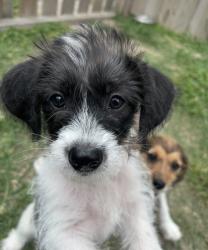 Lost Female Dog last seen Near plum ridge dr, Houston, TX 77064