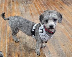 Reunited Female Dog last seen Lake Air and Sanger Ave, Waco, TX 76710