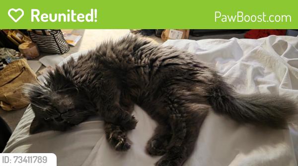 Reunited Female Cat last seen Orange Avenue, Orlando, FL 32809