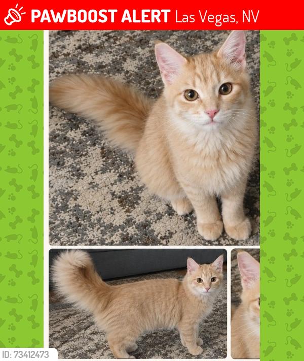 Lost Male Cat last seen Caliente, Las Vegas, NV 89119