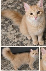 Lost Male Cat last seen Caliente, Las Vegas, NV 89119