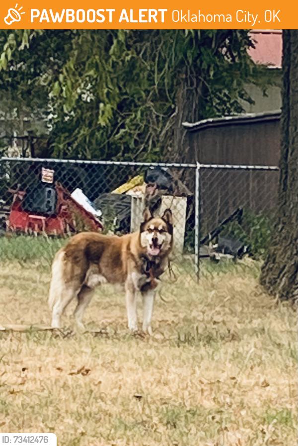 Found/Stray Unknown Dog last seen NW 36th Street, Oklahoma City, OK 73122