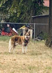 Found/Stray Unknown Dog last seen NW 36th Street, Oklahoma City, OK 73122