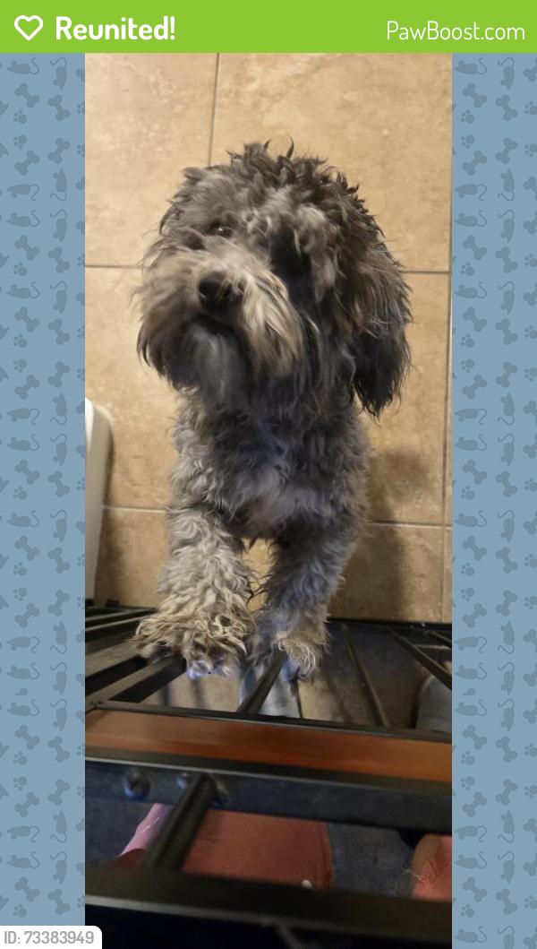 Reunited Female Dog last seen 113th Ave and Avondale, Avondale, AZ 85329