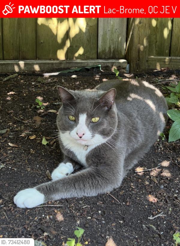 Lost Male Cat last seen Knowlton conference/ Douglass area, Lac-Brome, QC J0E 1V0