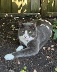 Lost Male Cat last seen Knowlton conference/ Douglass area, Lac-Brome, QC J0E 1V0
