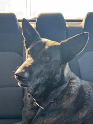 Found/Stray Male Dog last seen Compton & central, Compton, CA 90222