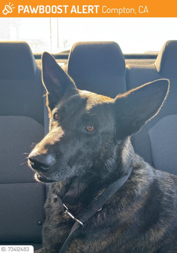 Found/Stray Male Dog last seen Compton & central, Compton, CA 90222