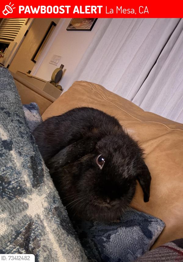 Lost Female Rabbit last seen Southern Rd & Dixie Dr, La Mesa, CA 91942