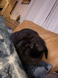 Lost Female Rabbit last seen Southern Rd & Dixie Dr, La Mesa, CA 91942