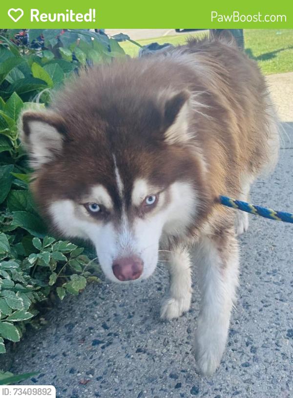 Reunited Male Dog last seen Valley Rd Clifton, Clifton, NJ 07013