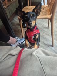 Reunited Female Dog last seen At the carpark entrance to common wood, running away from the road uphill, Penn, England 