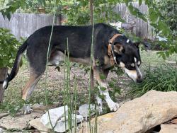 Lost Male Dog last seen Live oak, Waco, TX 76710