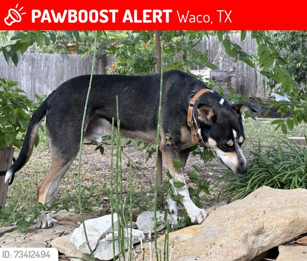 Lost Male Dog last seen Live oak, Waco, TX 76710