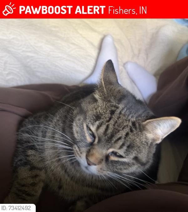 Lost Female Cat last seen Near Cumberland Rd Fishers, IN 46038 United States, Fishers, IN 46038