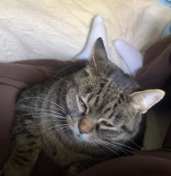 Lost Female Cat last seen Near Cumberland Rd Fishers, IN 46038 United States, Fishers, IN 46038