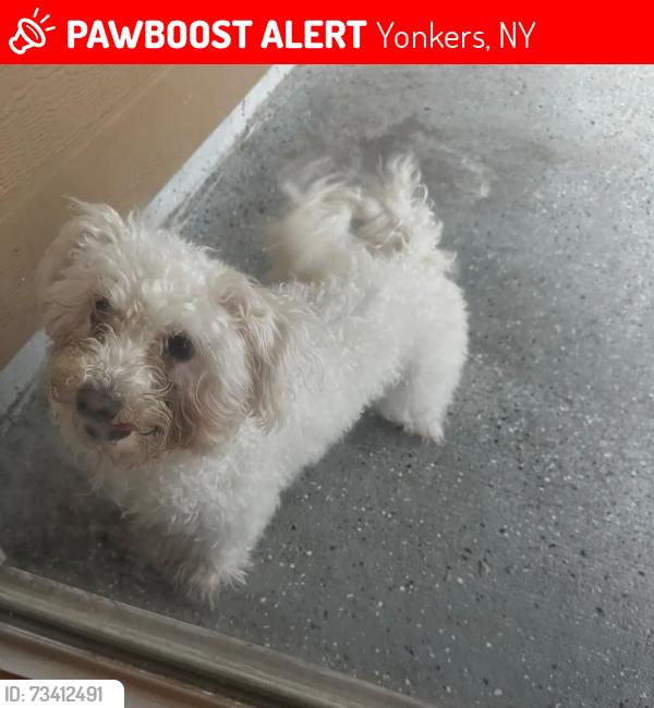 Lost Female Dog last seen Texas Ave, Yonkers, NY 10708, USA, Yonkers, NY 10708