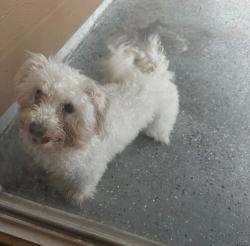 Lost Female Dog last seen Texas Ave, Yonkers, NY 10708, USA, Yonkers, NY 10708