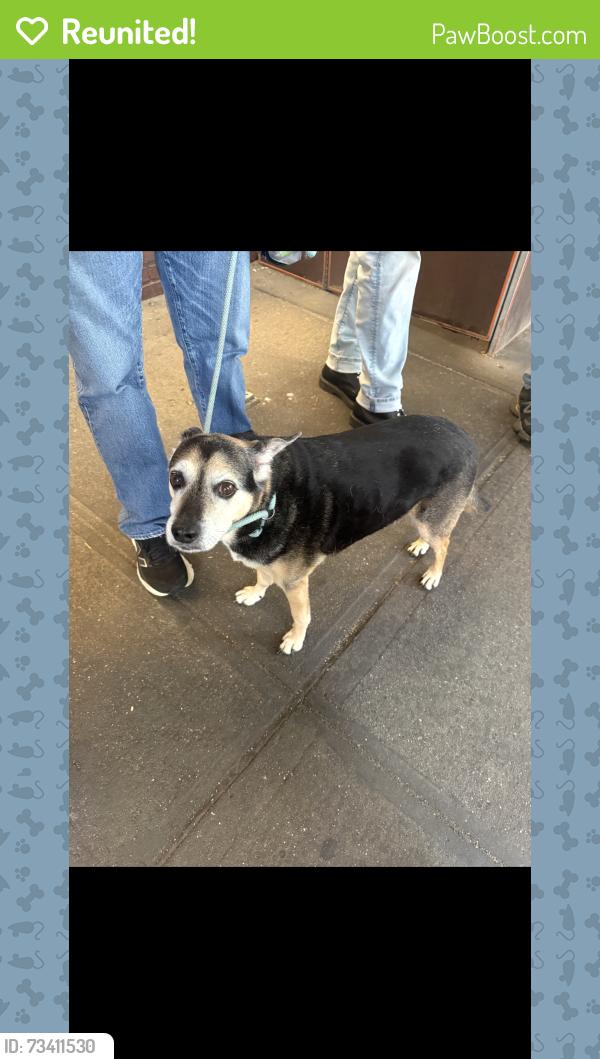 Reunited Male Dog last seen Zabar’s, New York, NY 10024