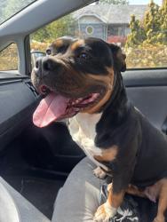 Reunited Female Dog last seen SE 62nd Ave and SE Tenino St., Portland, OR 97206