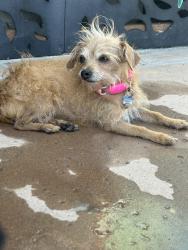 Lost Female Dog last seen Blanchard & Southern Rd, La Mesa, CA 91942