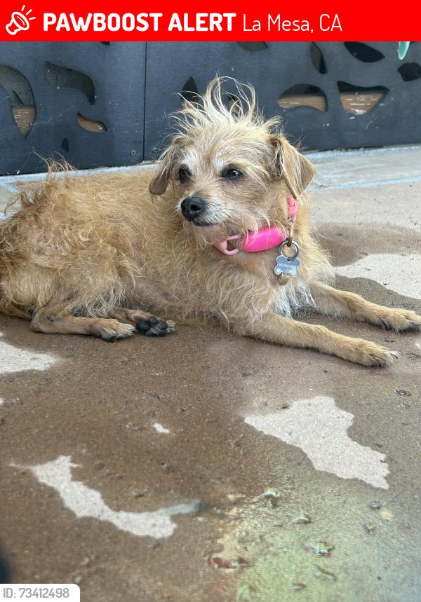 Lost Female Dog last seen Blanchard & Southern Rd, La Mesa, CA 91942
