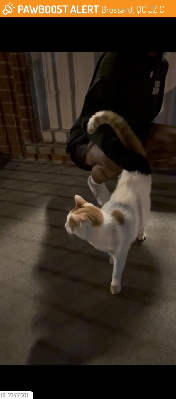 Found/Stray Unknown Cat last seen Across from the maxi, Brossard, QC J4Z 0C5