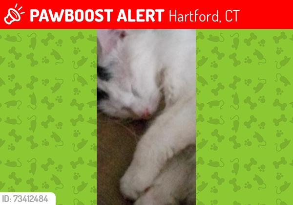 Lost Male Cat last seen Central Ave/Elm street. East Hartford, Hartford, CT 06103