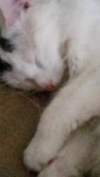 Lost Male Cat last seen Central Ave/Elm street. East Hartford, Hartford, CT 06103
