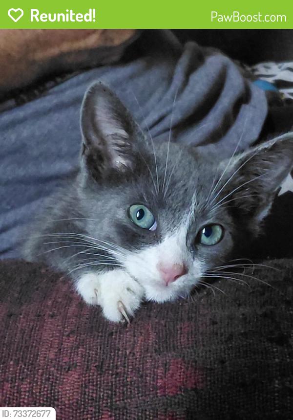 Reunited Male Cat last seen Moorhaven Dr, Shady Hills, FL 34610, USA, Shady Hills, FL 34610