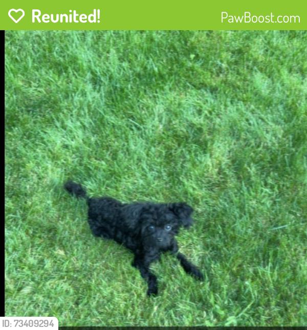 Reunited Female Dog last seen Cornelius, Cornelius, OR 97113
