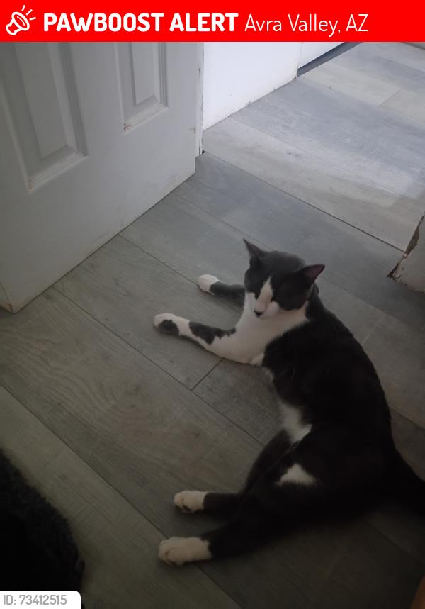 Lost Male Cat last seen Savaje rd marana Arizona, Avra Valley, AZ 85653