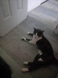 Lost Male Cat last seen Savaje rd marana Arizona, Avra Valley, AZ 85653