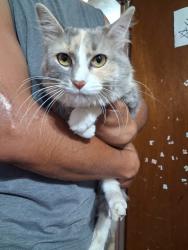 Found/Stray Unknown Cat last seen Lima and Montview, Aurora, CO 80010