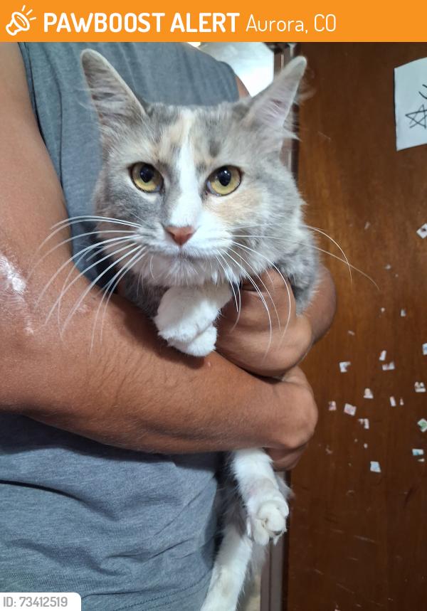Found/Stray Unknown Cat last seen Lima and Montview, Aurora, CO 80010
