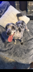 Lost Male Dog last seen Cactus and I15, Las Vegas, NV 89141