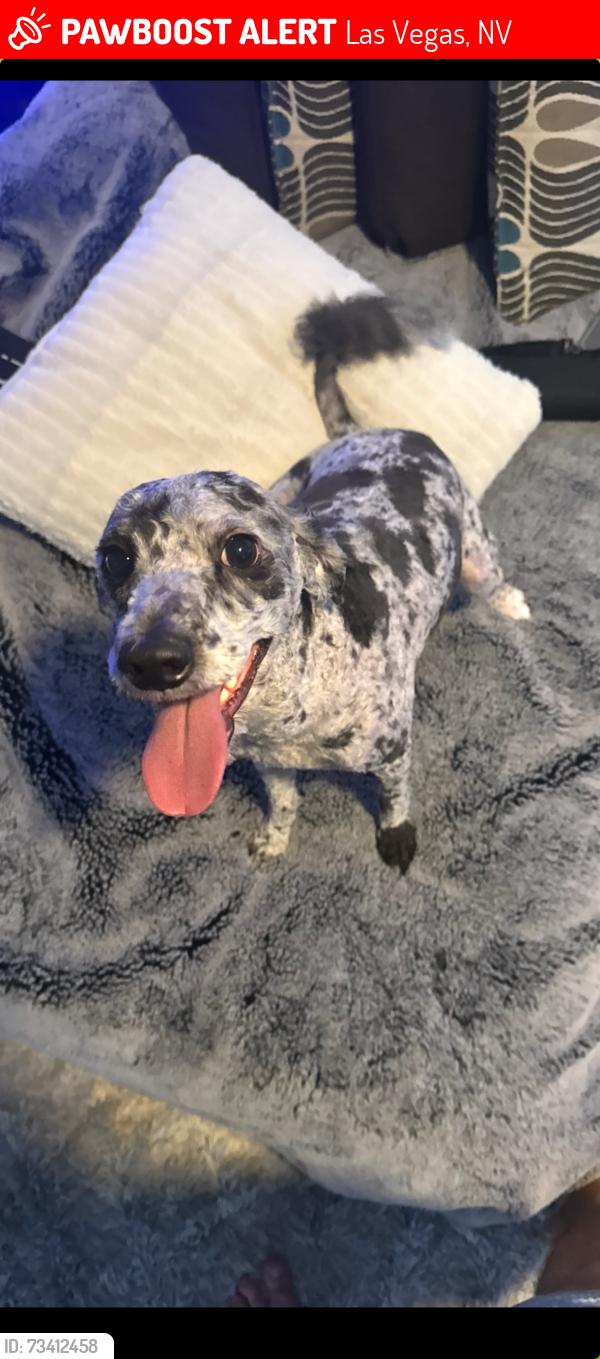 Lost Male Dog last seen Cactus and I15, Las Vegas, NV 89141