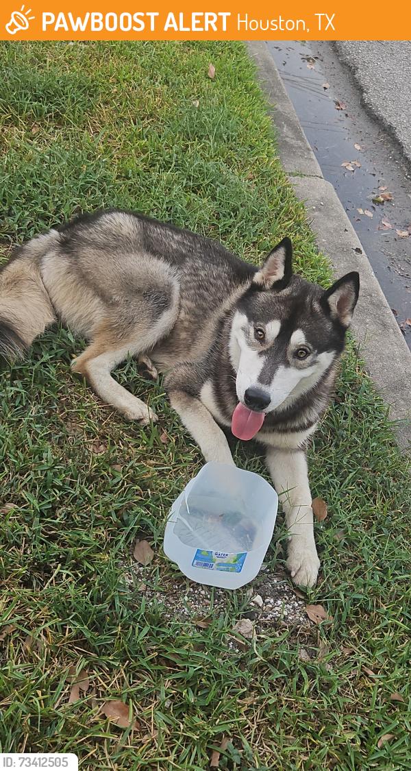 Found/Stray Male Dog last seen Blessed Sacrament Church, Houston, TX 77003