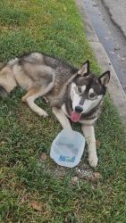 Found/Stray Male Dog last seen Blessed Sacrament Church, Houston, TX 77003