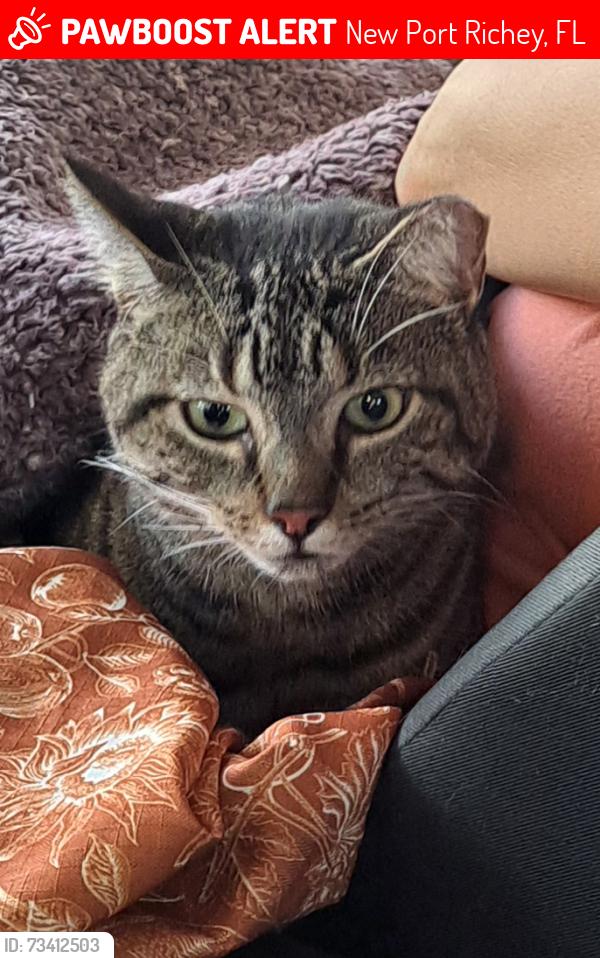 Lost Male Cat last seen Easthaven and River Crossing Blvd, New Port Richey, FL 34655
