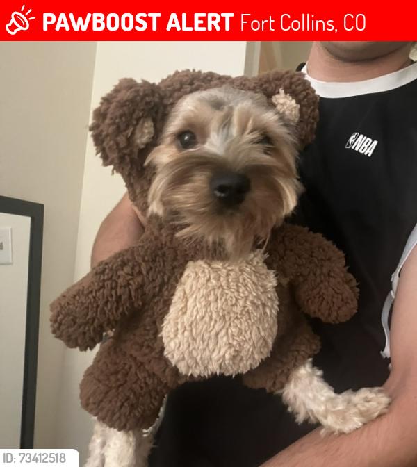 Lost Male Dog last seen Spring Canyon Dog Park, Fort Collins, Fort Collins, CO 80526