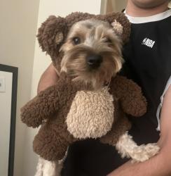 Lost Male Dog last seen Spring Canyon Dog Park, Fort Collins, Fort Collins, CO 80526