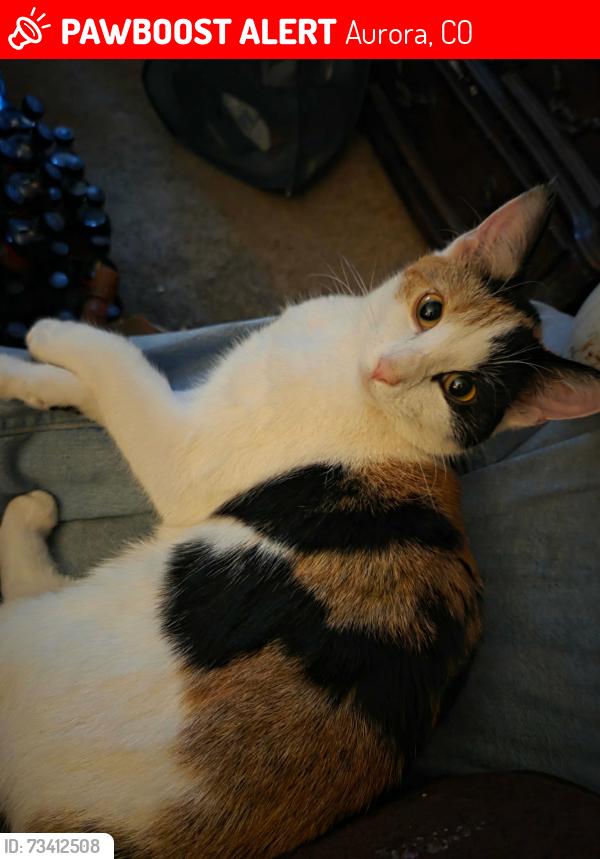 Lost Female Cat last seen Iliff and Dunkirk St., Aurora, CO 80017